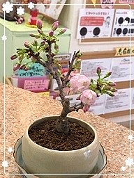拡大表示