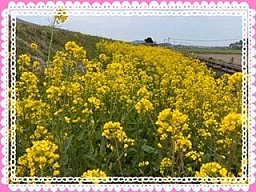 拡大表示